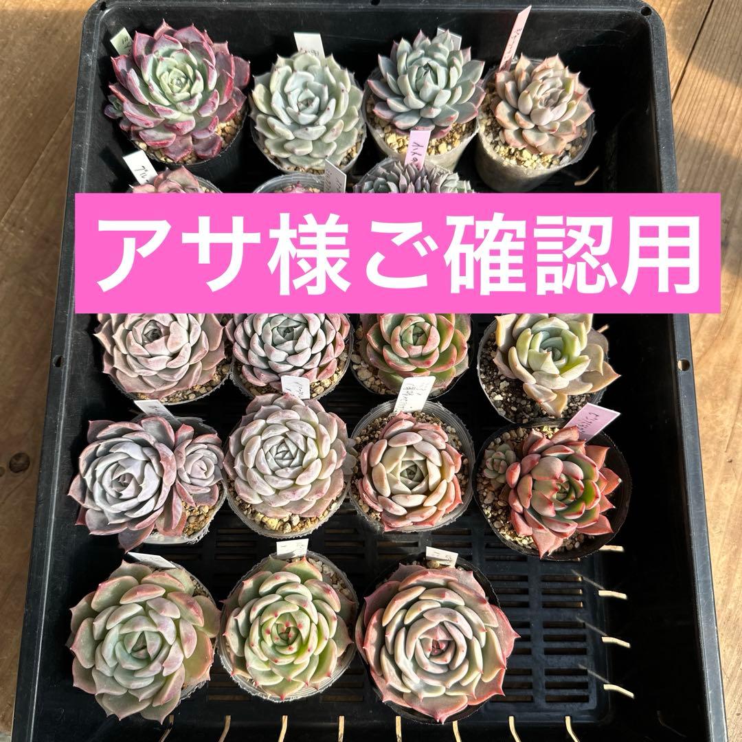 アサ様ご確認用　エケベリア可愛い子ちゃん♡