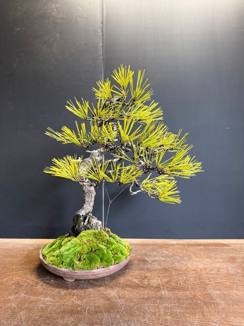 兄*貴様 特別オークション　赤松盆栽文人木石付き古木苔即戦力