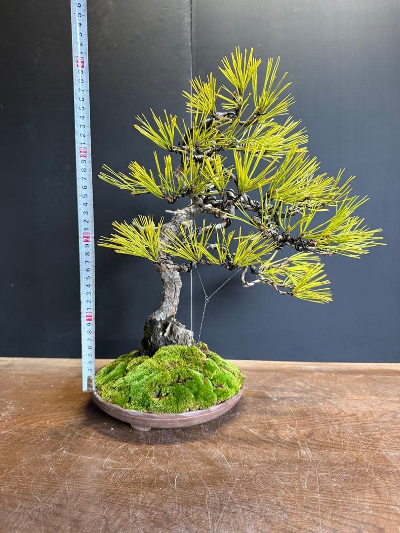 兄*貴様 特別オークション　赤松盆栽文人木石付き古木苔即戦力