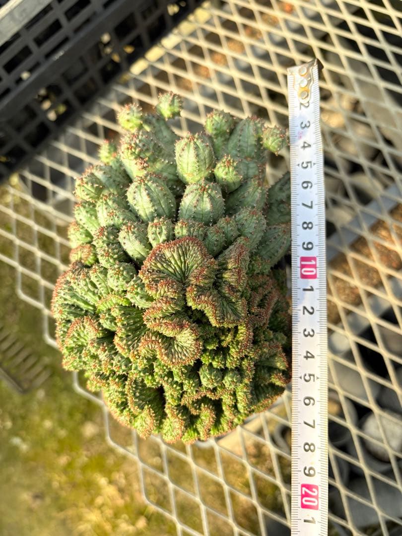 ユーフォルビア　オベサブロウ 綴化(石化)