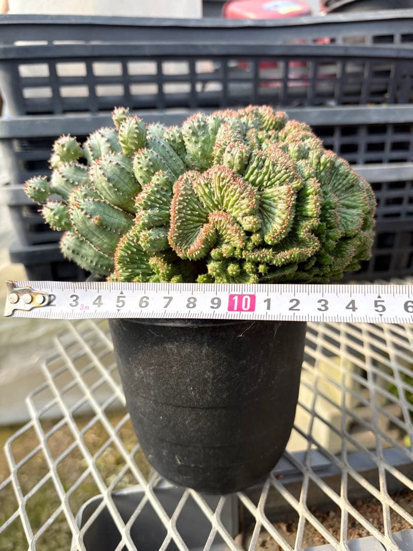 ユーフォルビア　オベサブロウ 綴化(石化)