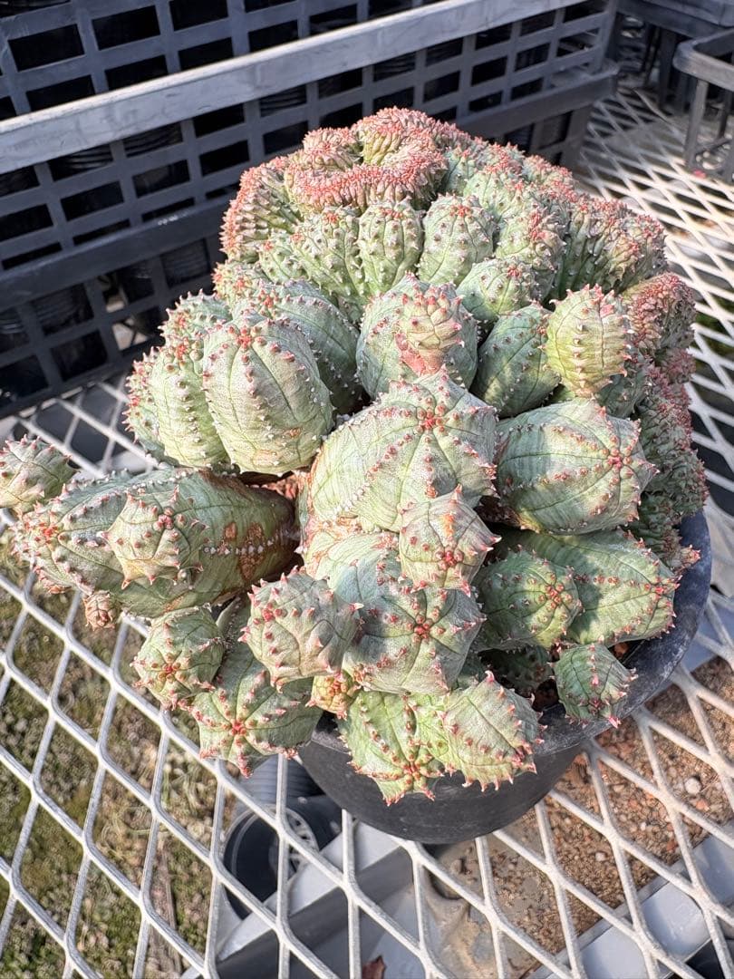 ユーフォルビア　オベサブロウ 綴化(石化)