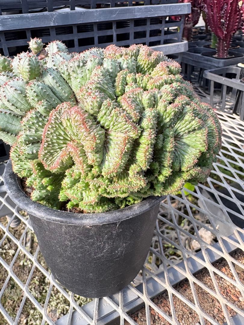 ユーフォルビア　オベサブロウ 綴化(石化)