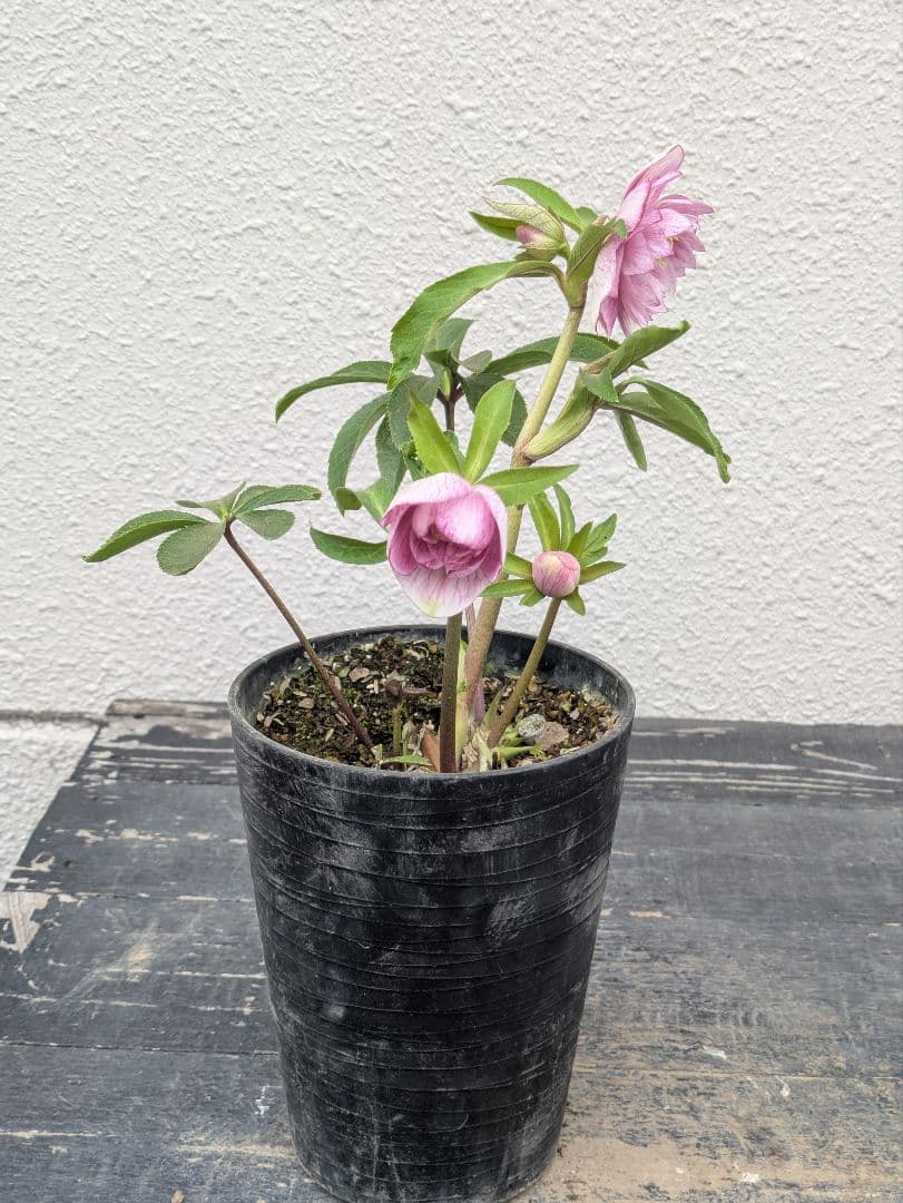 商談中 クリスマスローズ ピンクミストグラデーション dd ダブル