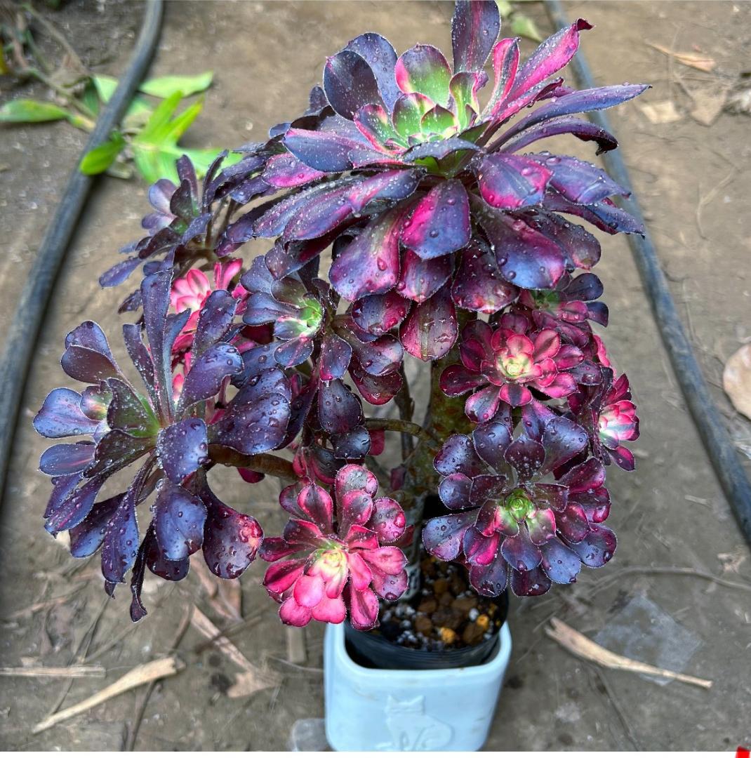 専用出品‼️アエオニウム　シャネル七彩2株　悪魔の目　カット1苗　抜き苗1株