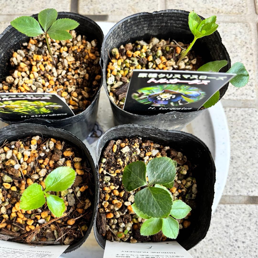 原種　クリスマスローズ 苗　クリロー　希少　クリスマスローズ　花苗