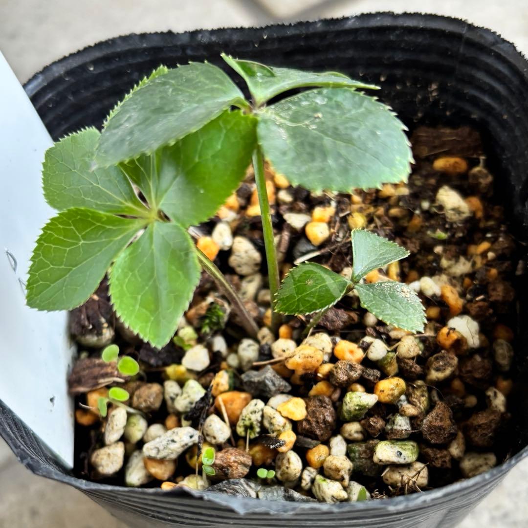 原種　クリスマスローズ 苗　クリロー　希少　クリスマスローズ　花苗