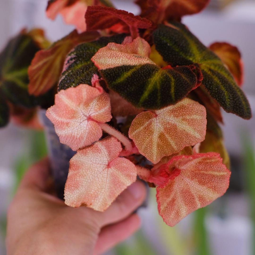 Begonia soli mutata Var│ベゴニア ソリムタータ ピンク④