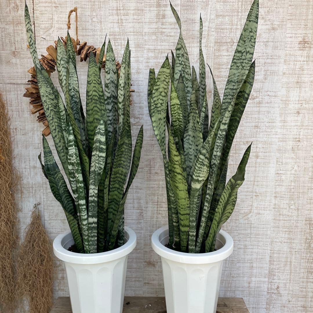 週末特価！2鉢価格！サンスベリア　ゼラニカ　苗　苗木　サンセベリア　7号　複数株