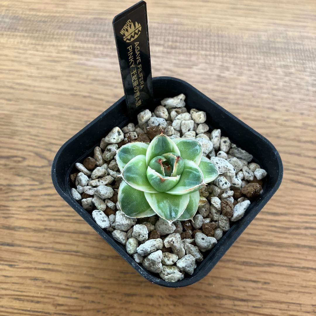 m*n様 【初売りオークション】33 活着　赤棘　アガベ　王妃笹の雪A型　ピンキ