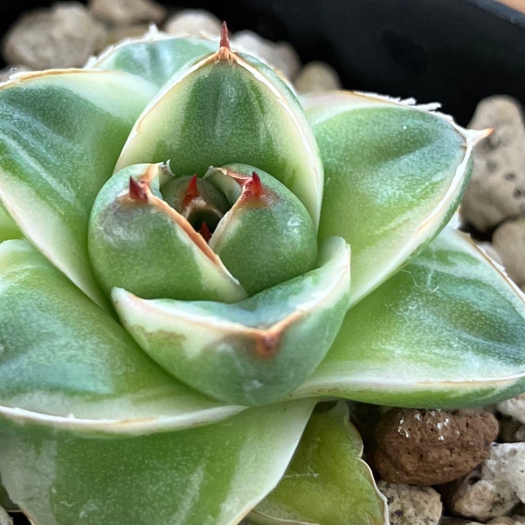 m*n様 【初売りオークション】33 活着　赤棘　アガベ　王妃笹の雪A型　ピンキ