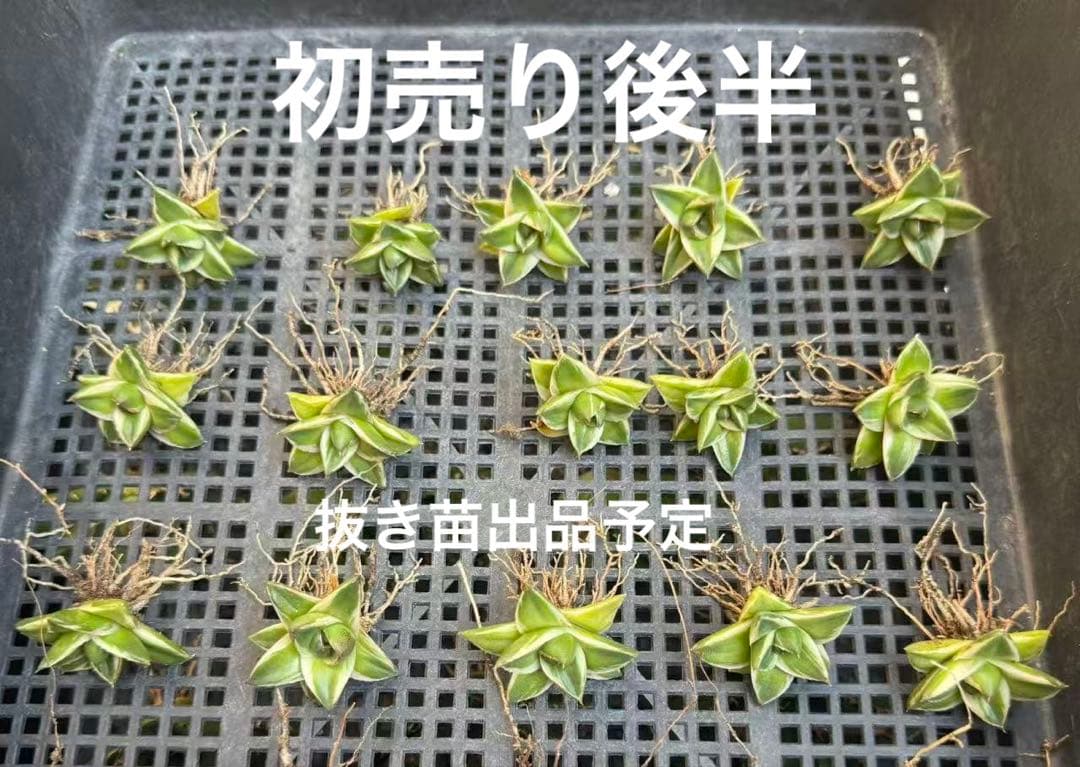 m*n様 【初売りオークション】33 活着　赤棘　アガベ　王妃笹の雪A型　ピンキ