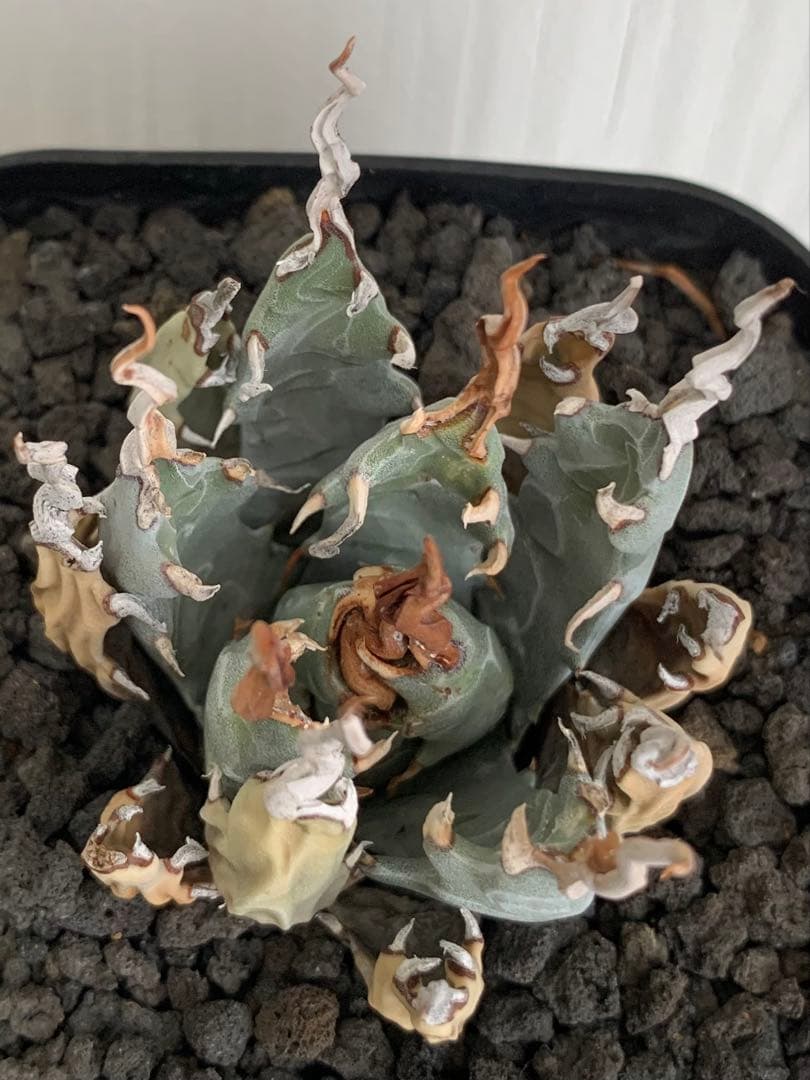 アガベ エボリスピナ 陽炎 【最終値下げ】