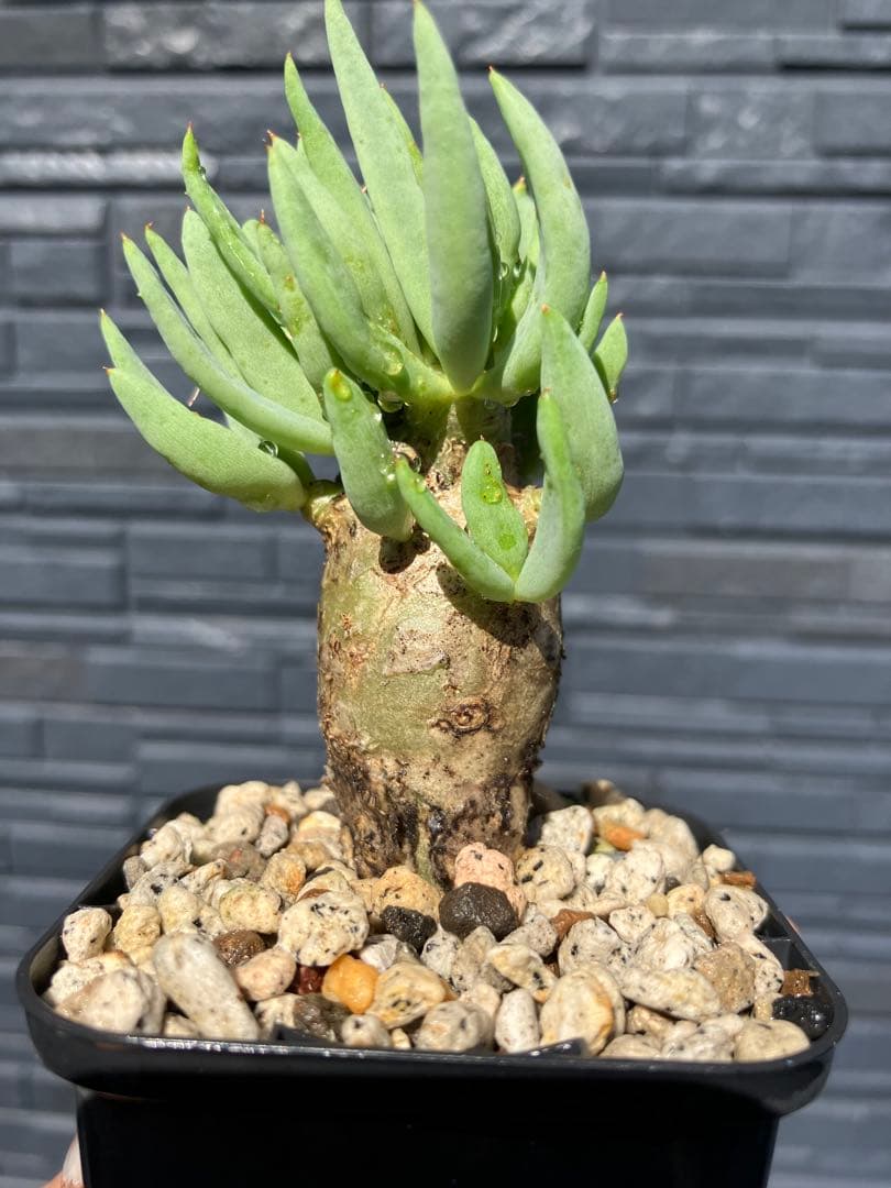 チレコドン　レティキュラータス　万物想　実生苗　開花株