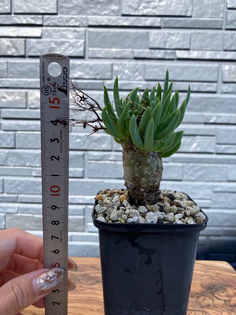 チレコドン　レティキュラータス　万物想　実生苗　開花株