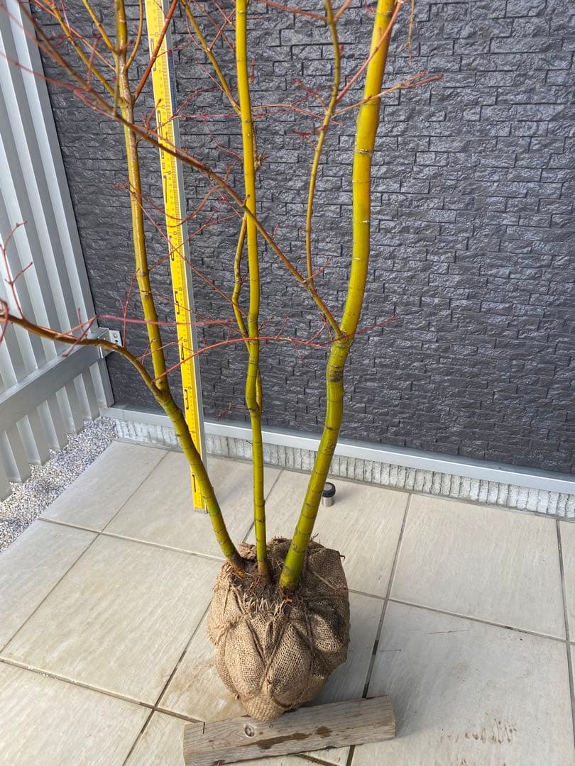 イロハモミジ　株立ち　H1.5m