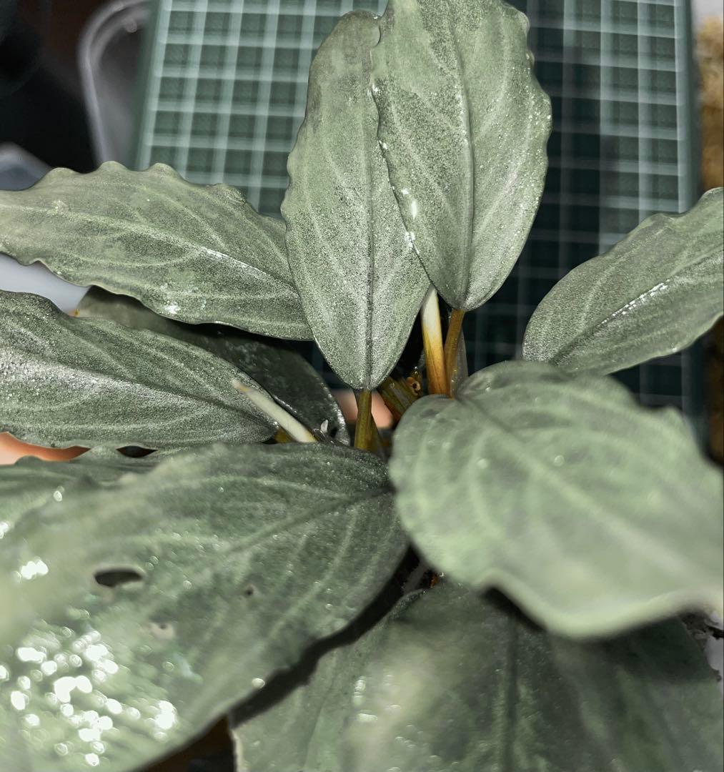 水草 Bucephalandra sp.Pearl gray[TB]