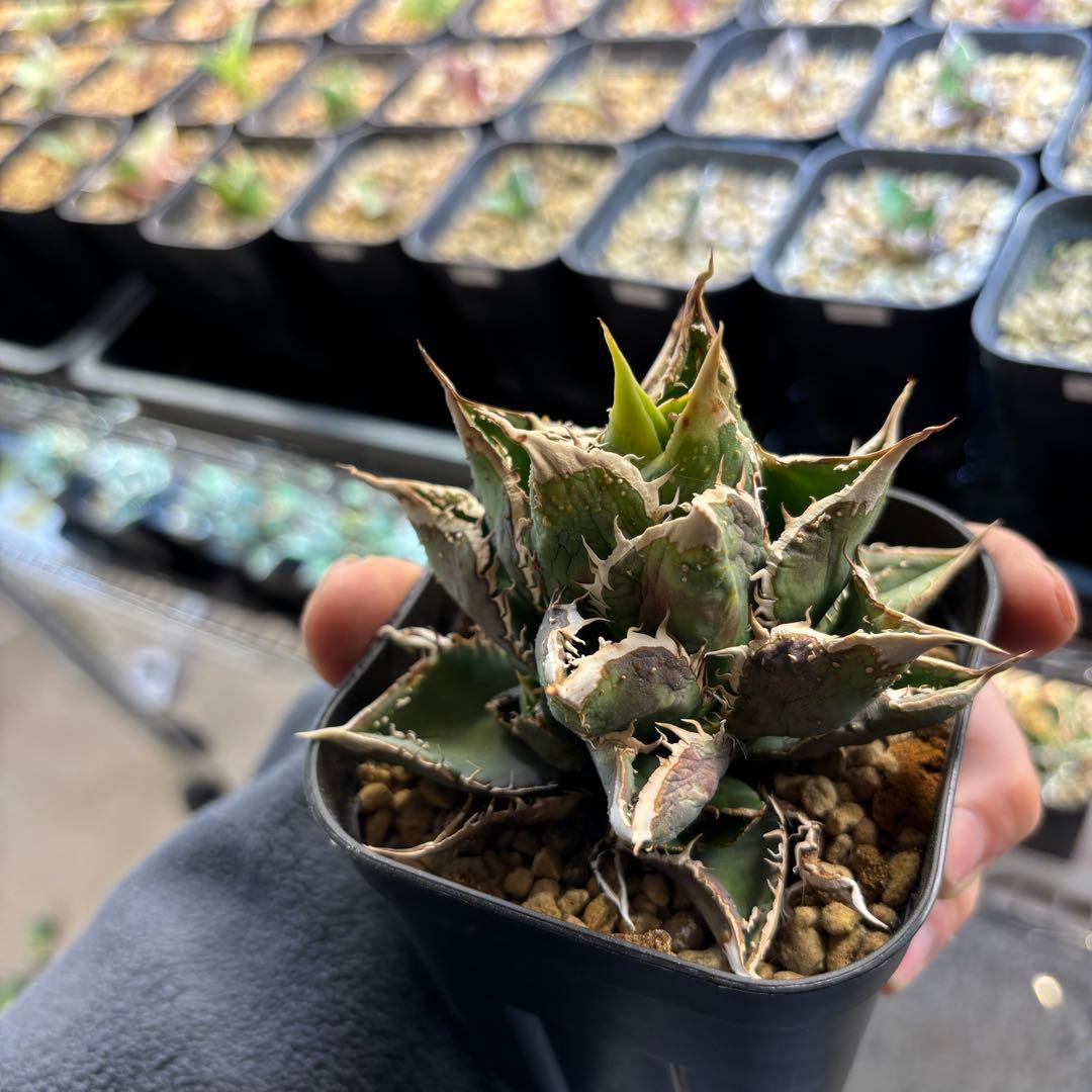 たかまる様確認用ページ