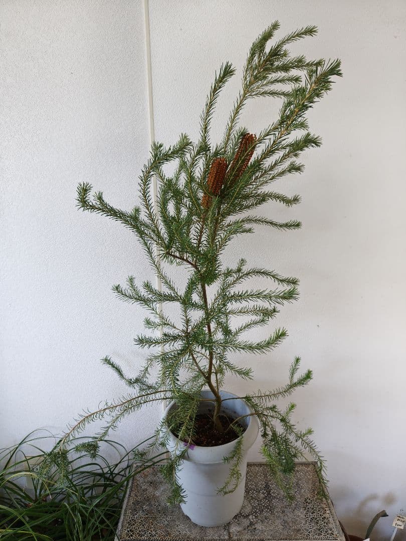 ヒースバンクシア　花付き