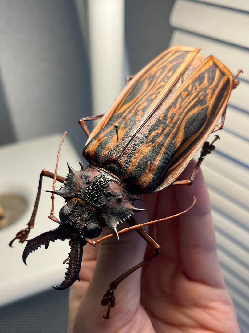 【106mm♀】オオキバウスバカミキリ標本 Macrodontia昆虫標本