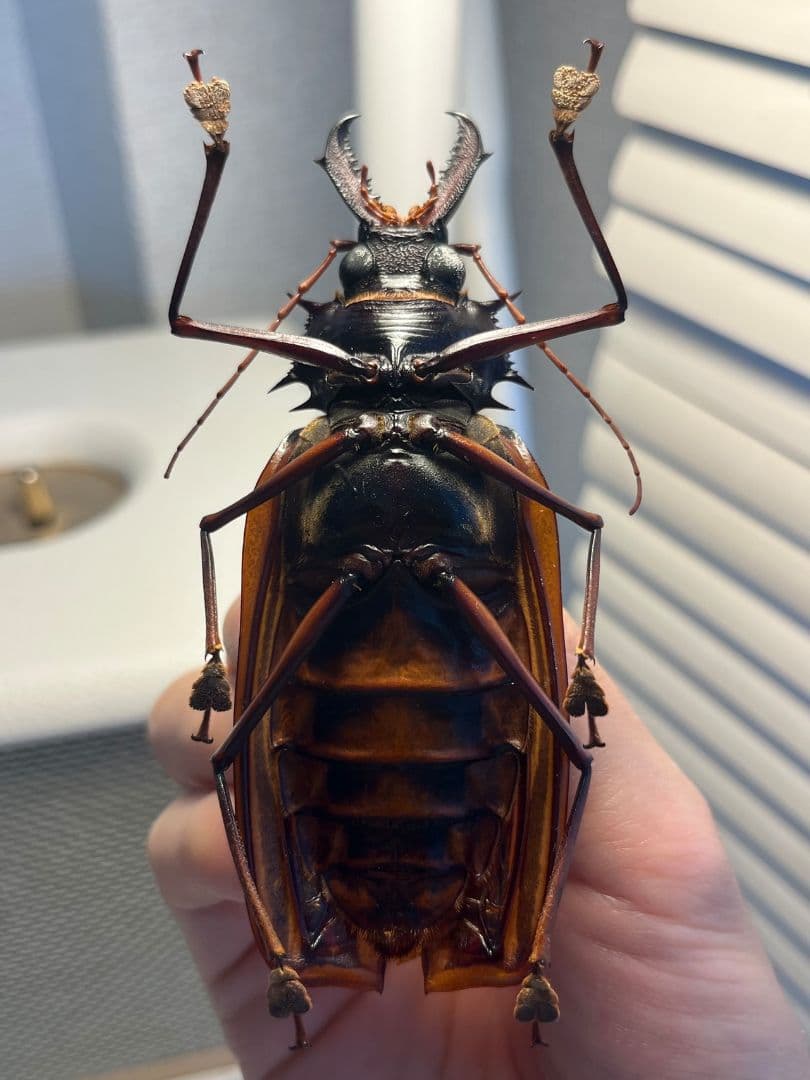 【106mm♀】オオキバウスバカミキリ標本 Macrodontia昆虫標本