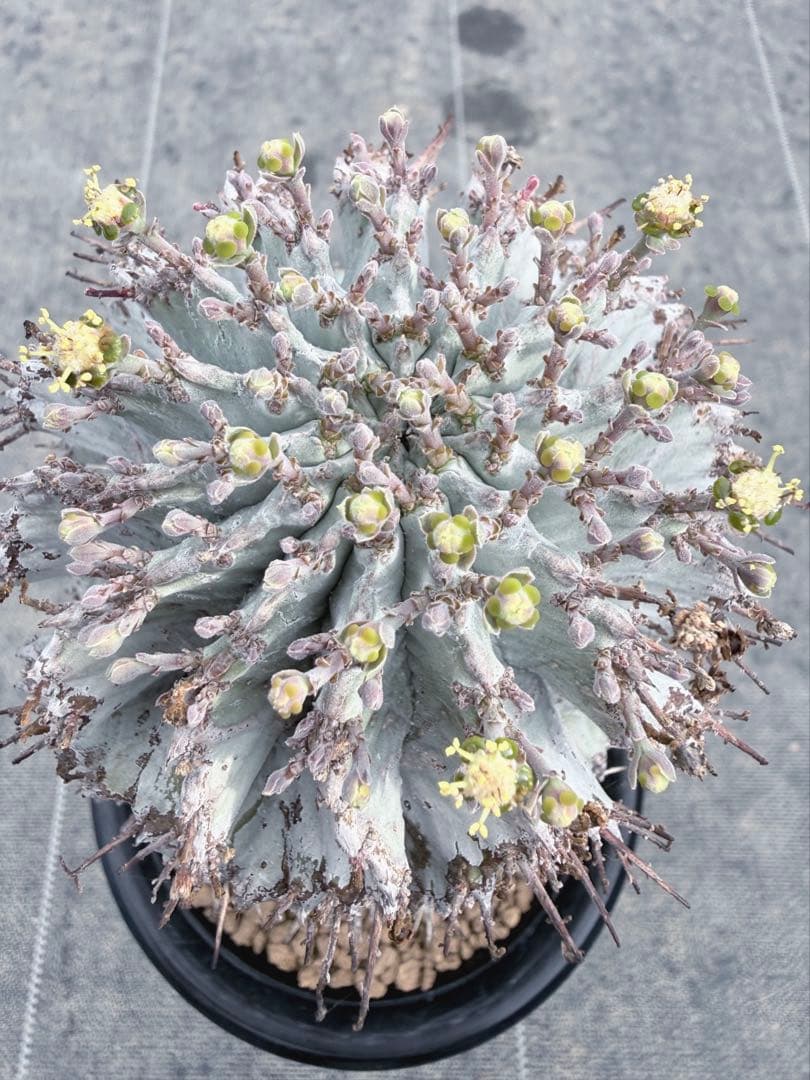 めぐる様おまとめ同梱専用　スーパーホワイト付