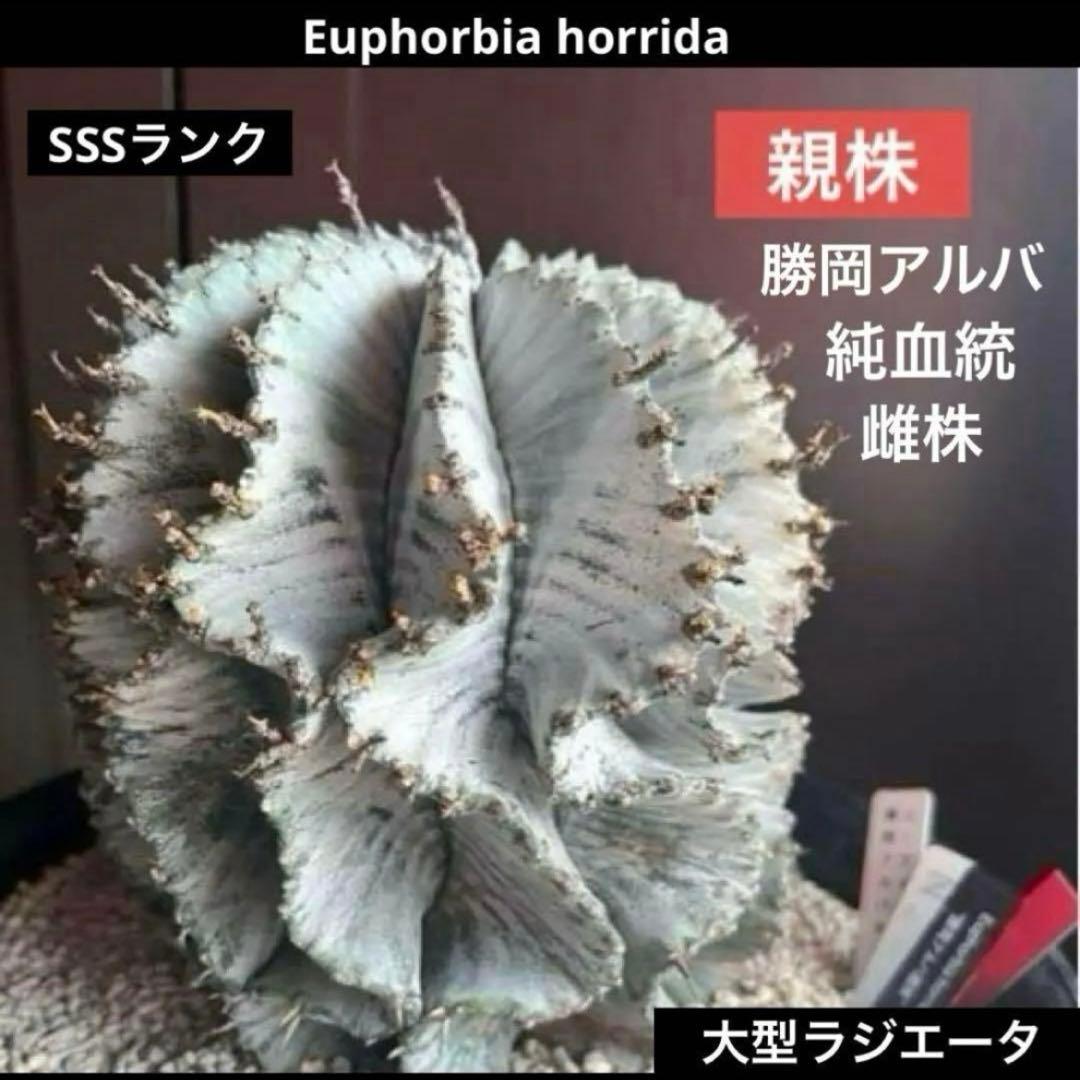 佐*太様 ユーフォルビアホリダ 勝岡アルバ 純血統 極上 雌株 カキ子SSSラン