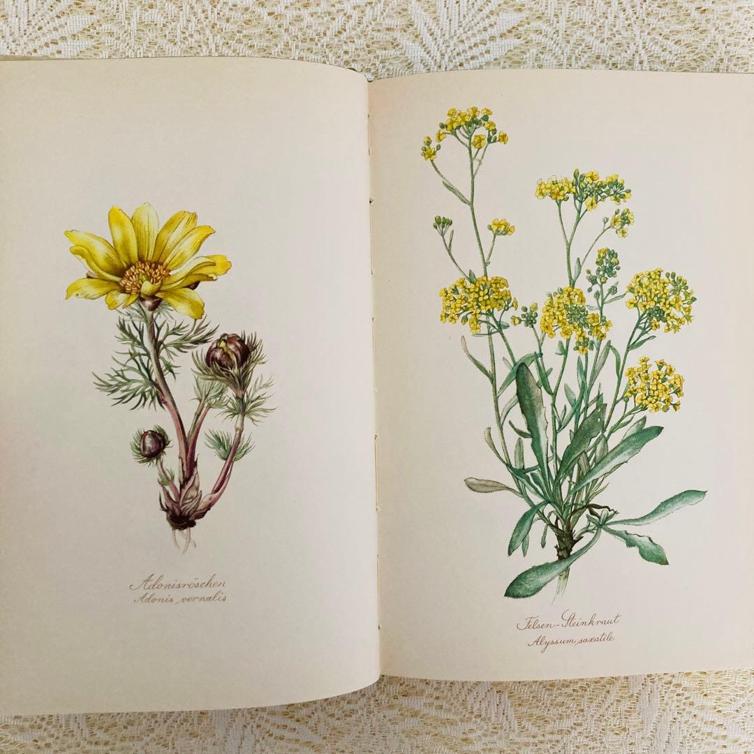 希少なヴィンテージ植物図鑑2巻セット　繊細で美しい植物画300点　洋書・古書