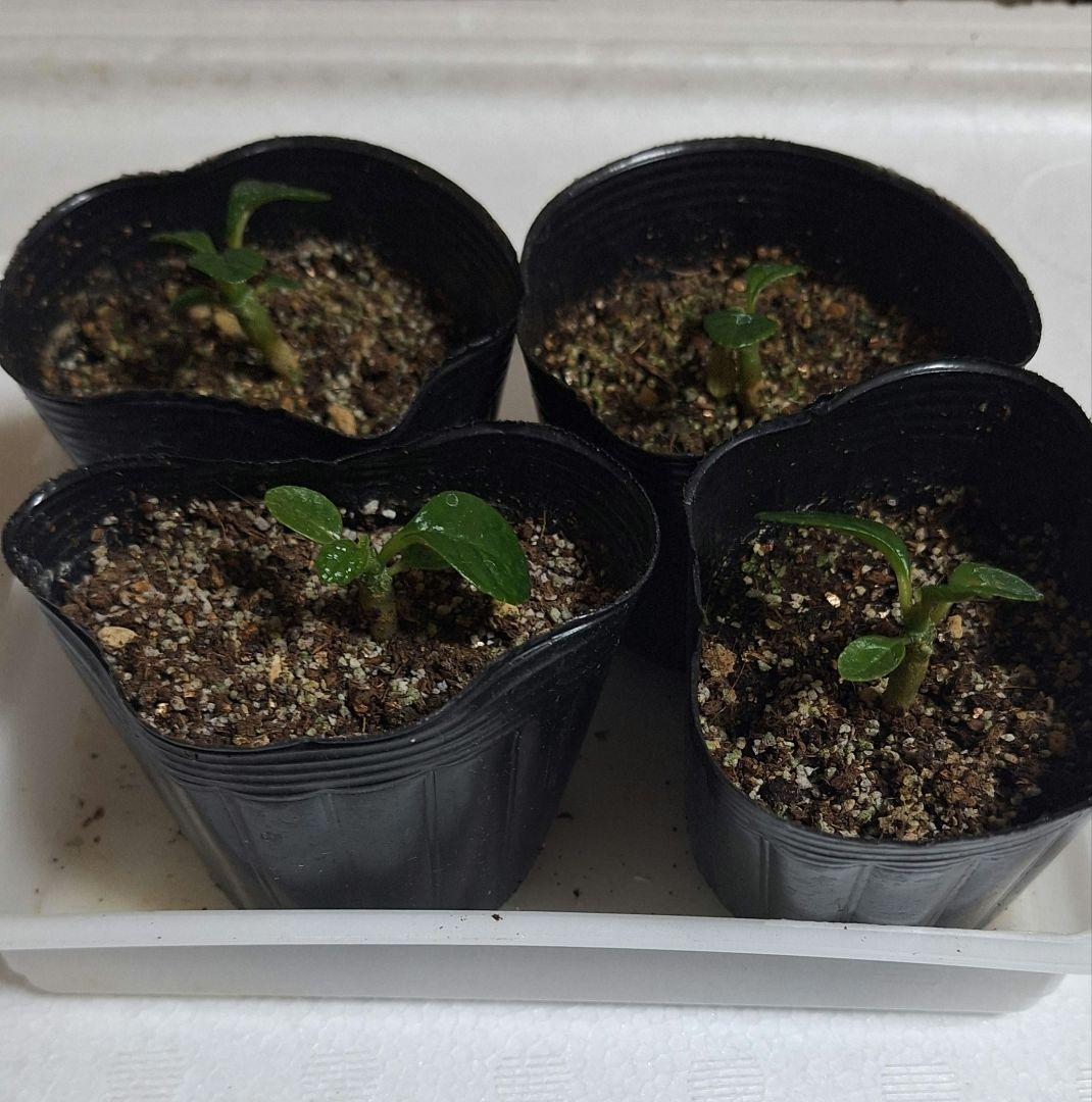 ドルステニアギガス　⭐実生