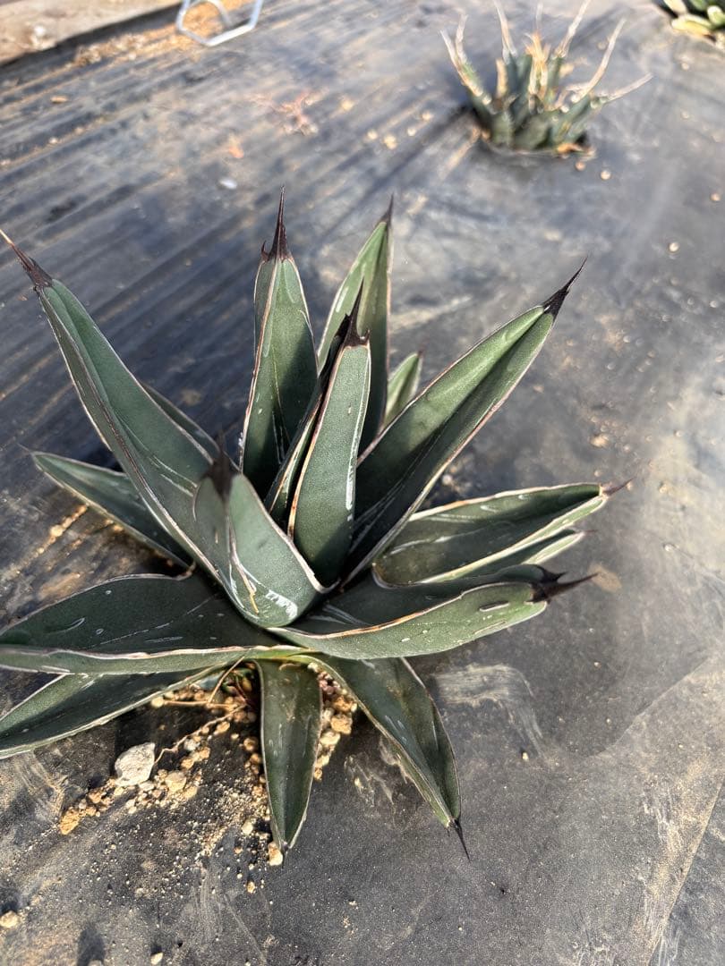 mania様　アガベ　笹吹雪　ニッケルシー