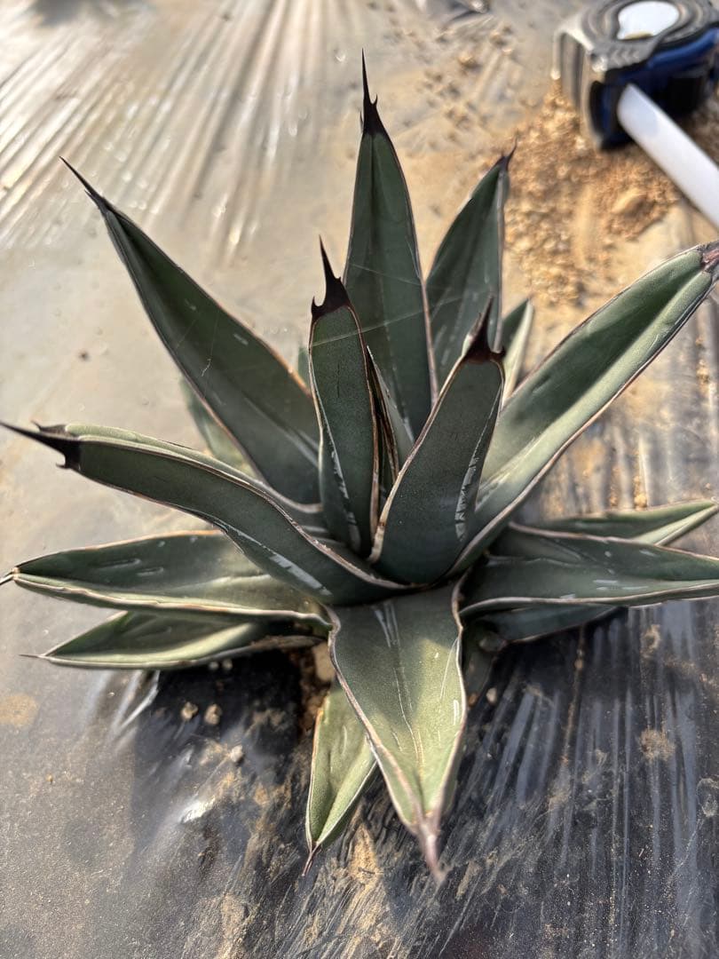 mania様　アガベ　笹吹雪　ニッケルシー