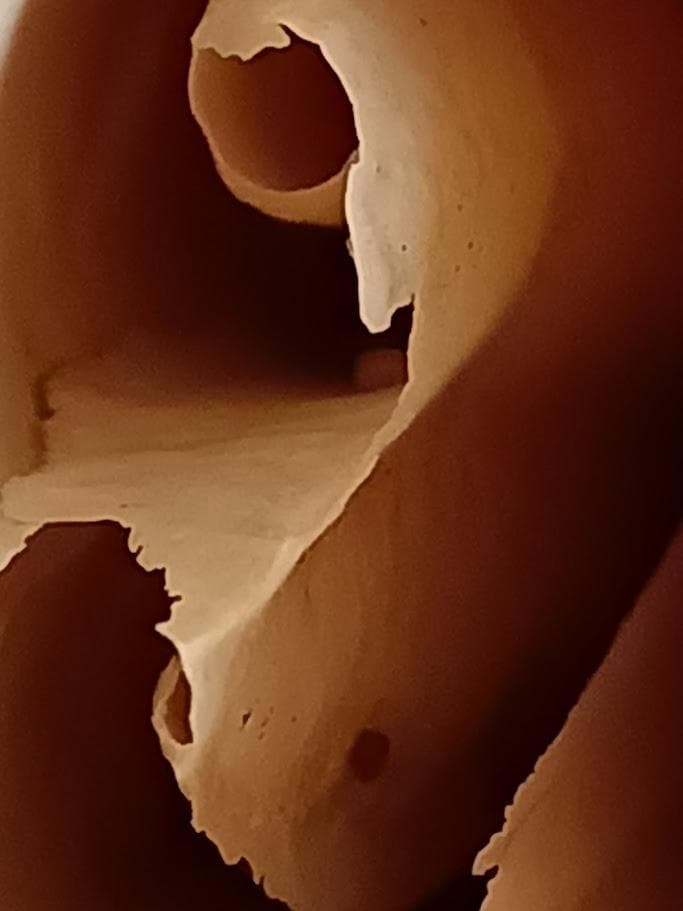 【頭骨標本】種名　イノシシ ♀ ２８Kg　頭長２５ｃｍ