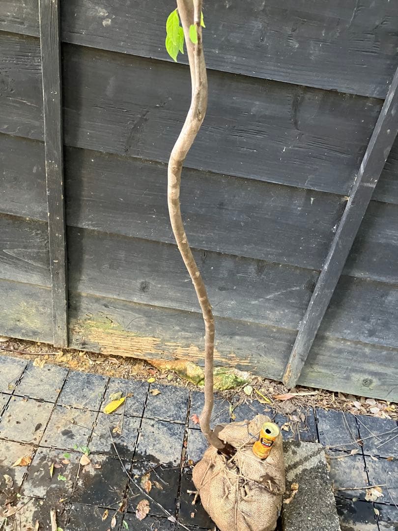 しし　 山採り　エゴノキ　40 アセビ