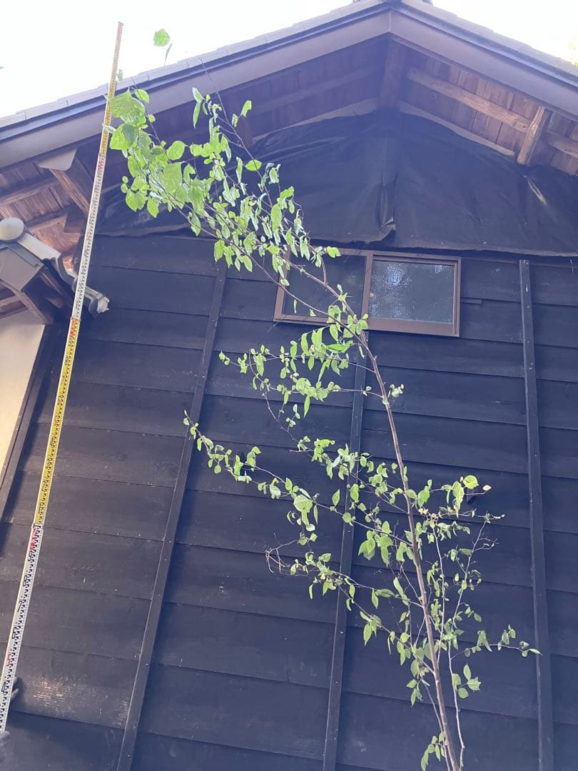 しし　 山採り　エゴノキ　40 アセビ