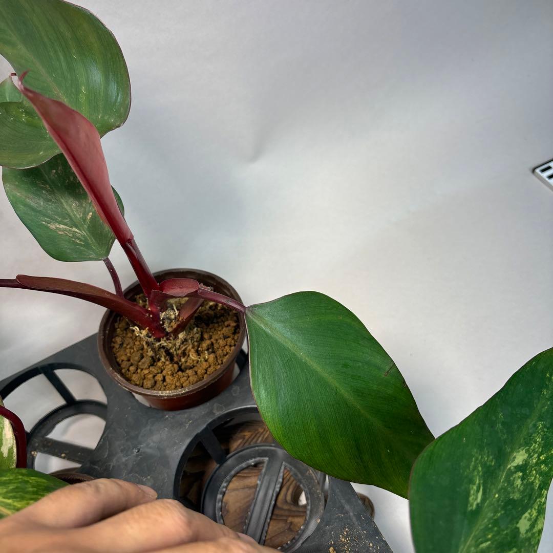 G*】様 5株セットms140フィロデンドロン ストロベリー シェイク