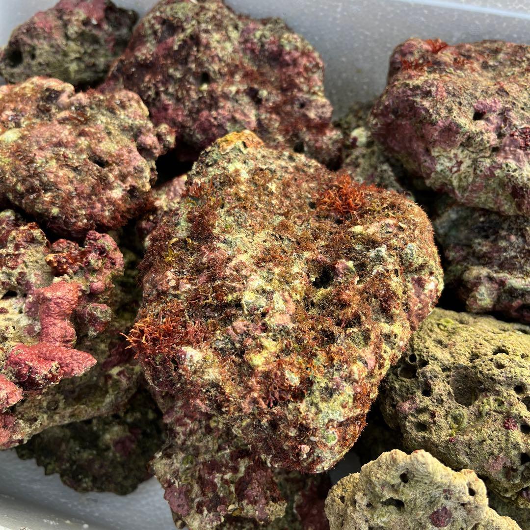 天然ライブロック　ポークカツレツ