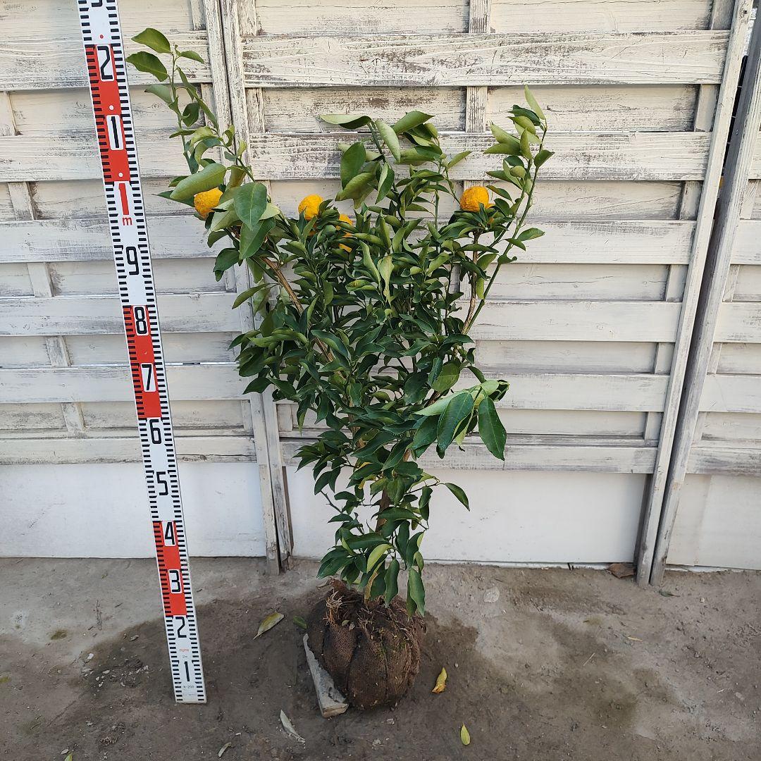 花柚子 3年生 結実実績あり！