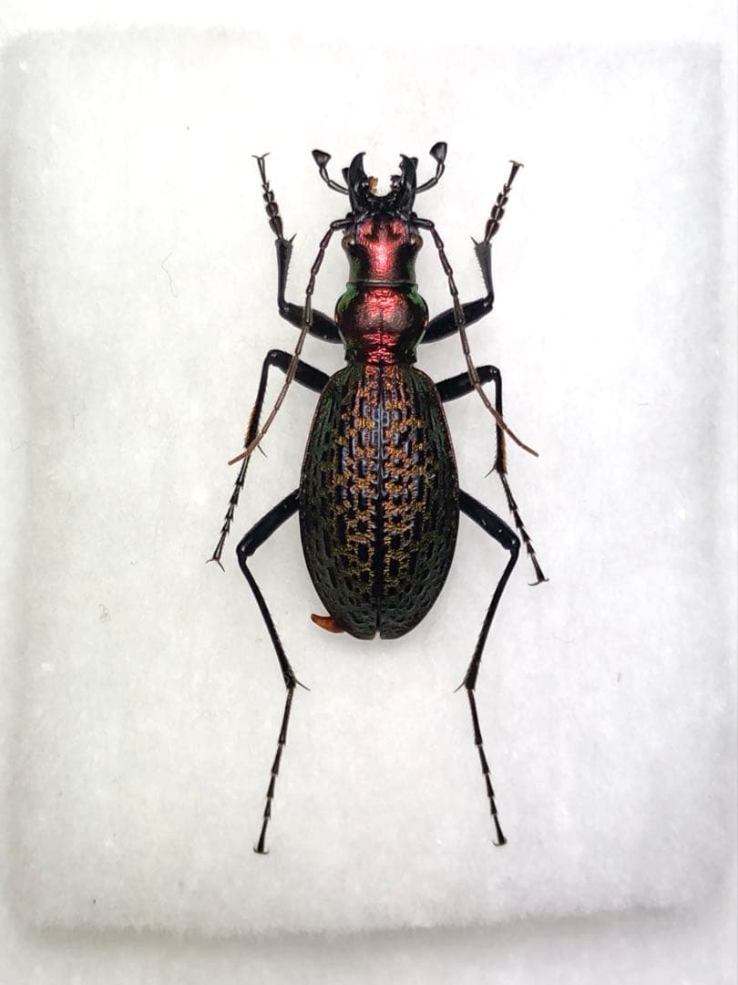 珍品オオズクビナガオサムシ