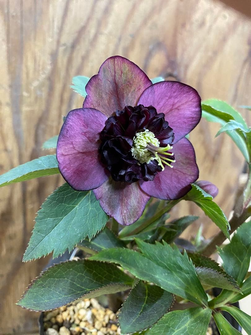 A*️様 アンティークモーリー　加藤農園