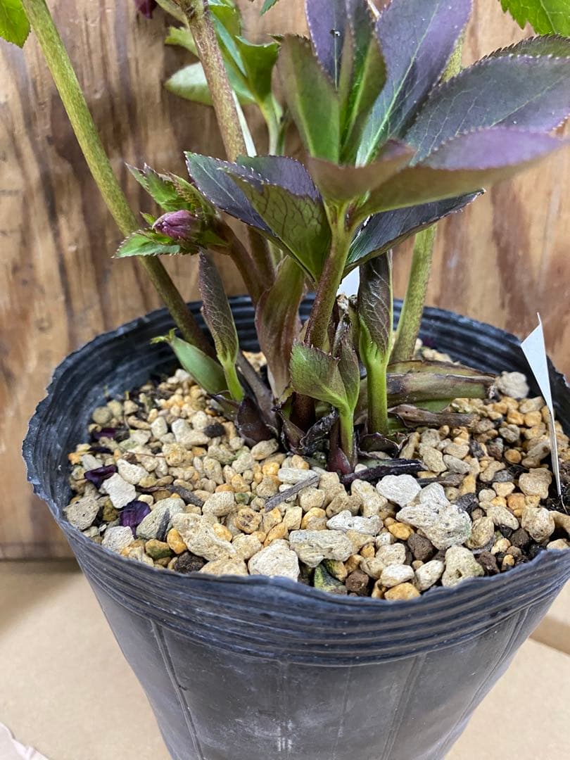 A*️様 アンティークモーリー　加藤農園