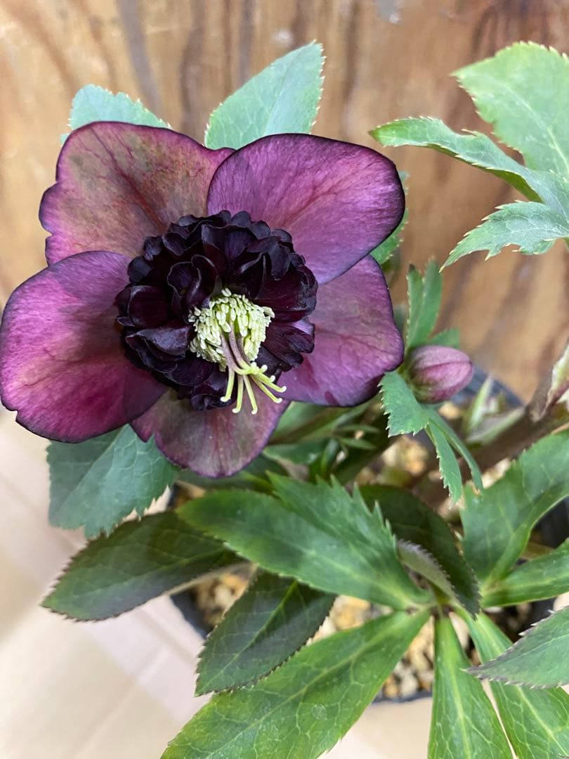 A*️様 アンティークモーリー　加藤農園