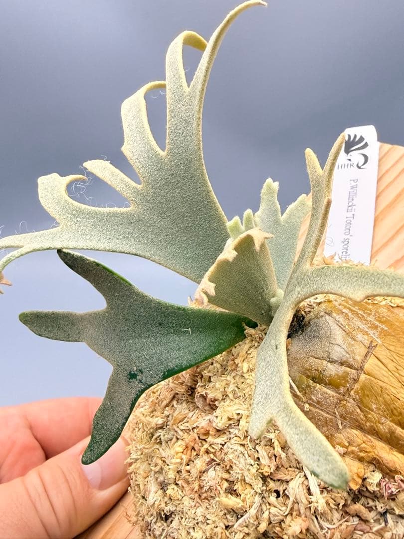 ビカクシダP.willinckii Totoro spore YMDS