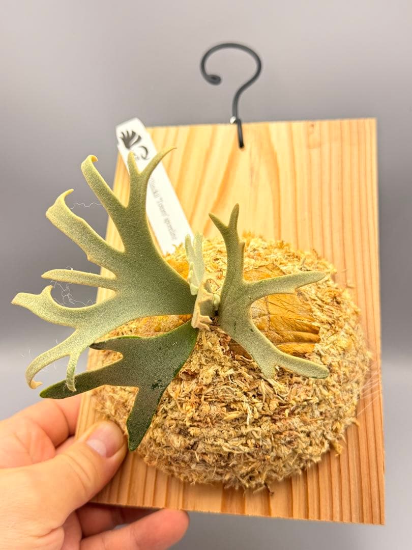 ビカクシダP.willinckii Totoro spore YMDS