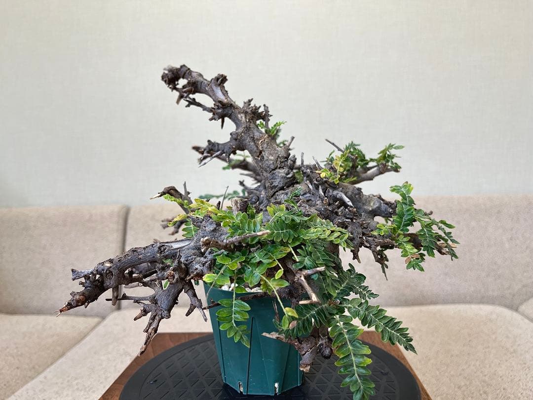 ボスウェリア ネグレクタ ブラックスキン 大株 低重心