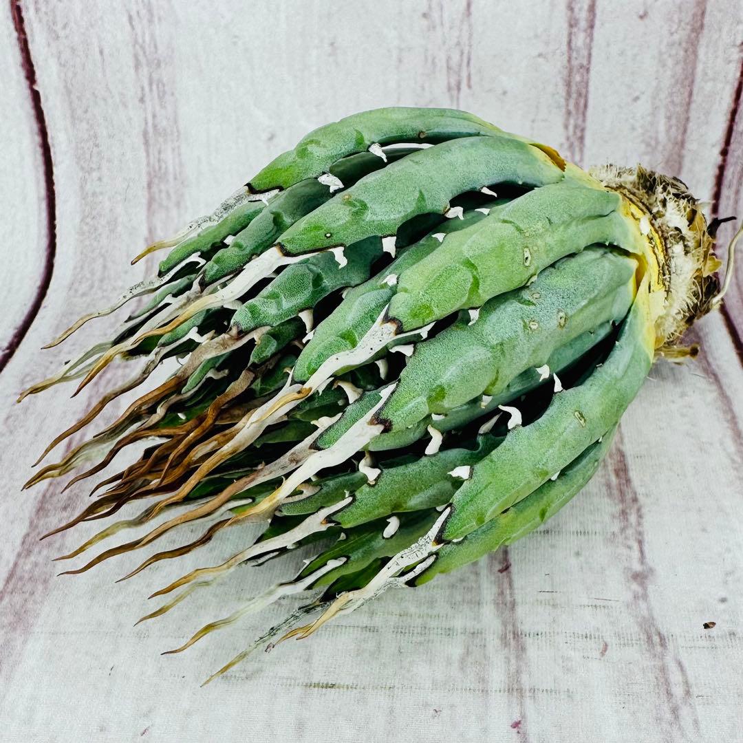 73 アガベ ユタエンシス エボリスピナ 陽炎