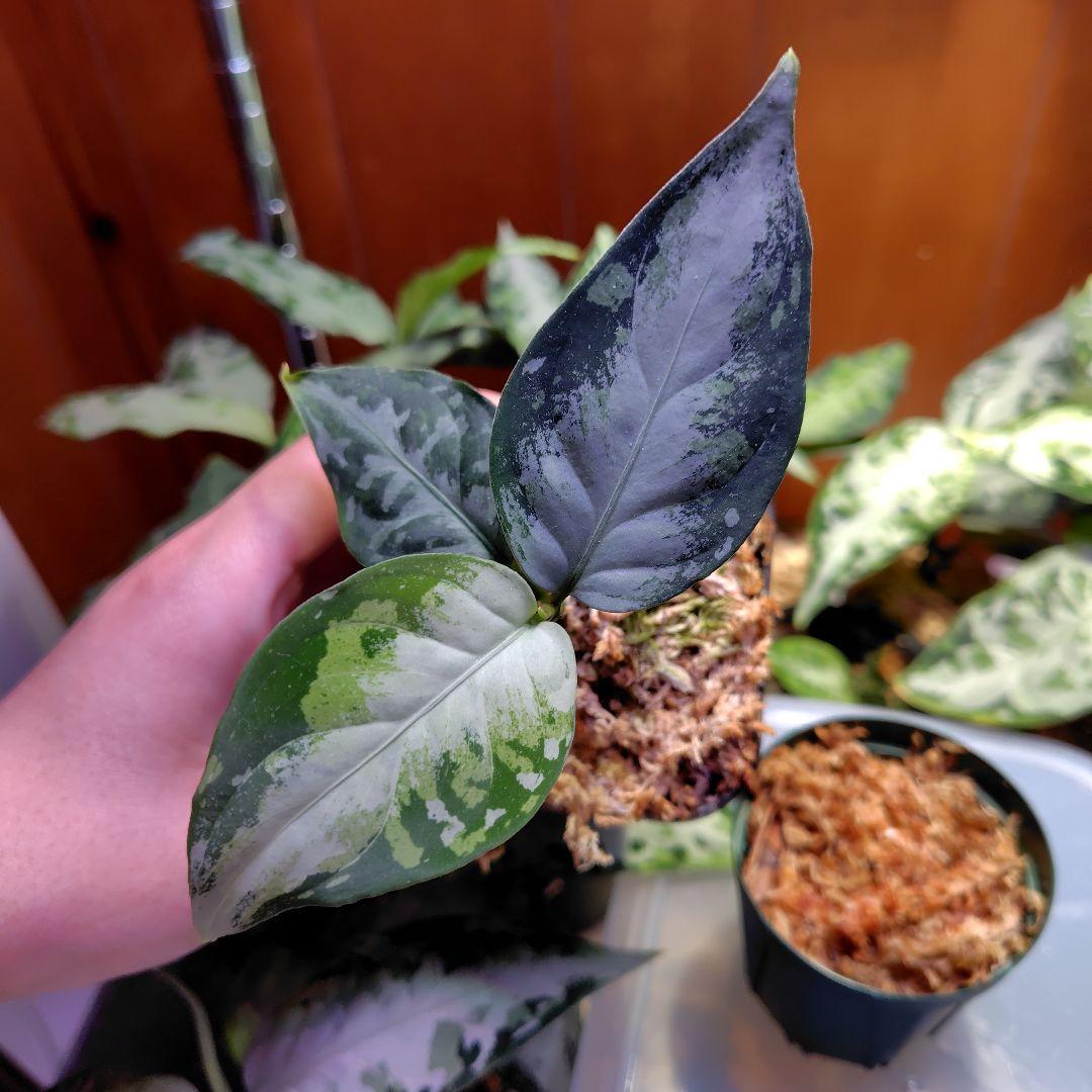 夢PLANTS　柳緑花紅　ラプラス