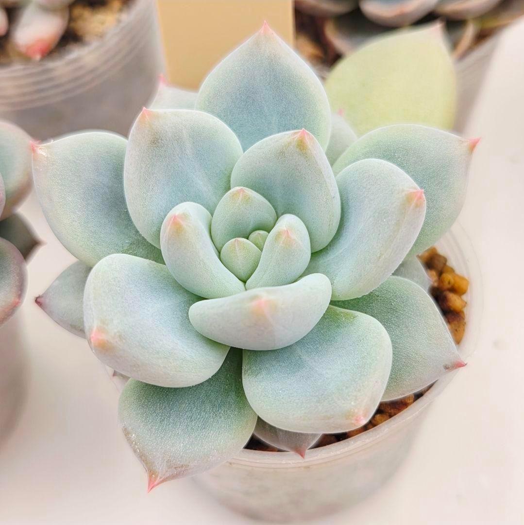 M*2様 ⑯大きめ ももホイップ❣️ミニマカロン交配❣️恋交配❣️発根済6苗メル