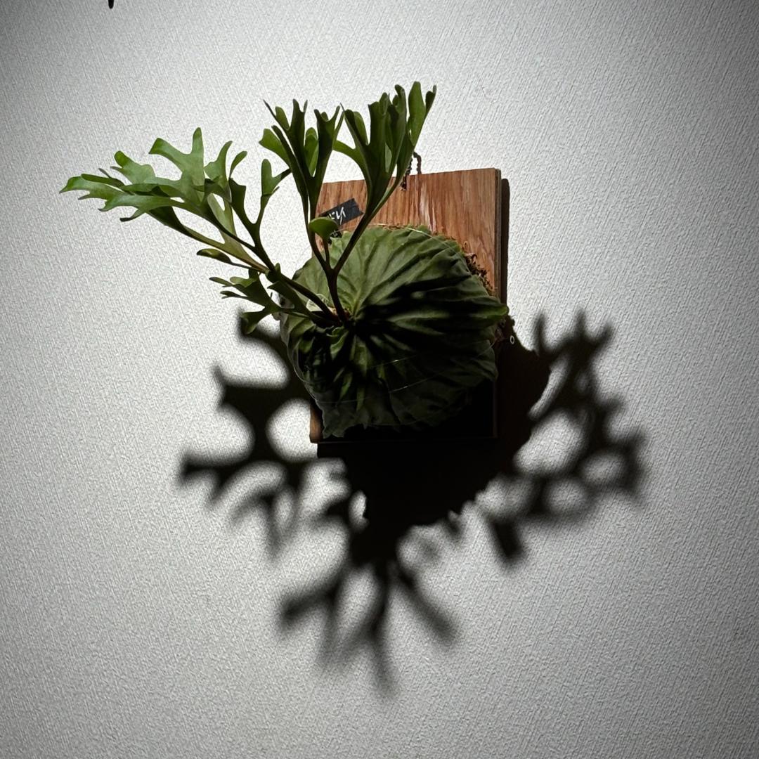 P. ridleyi；リドレイ ワイルド（Spore）