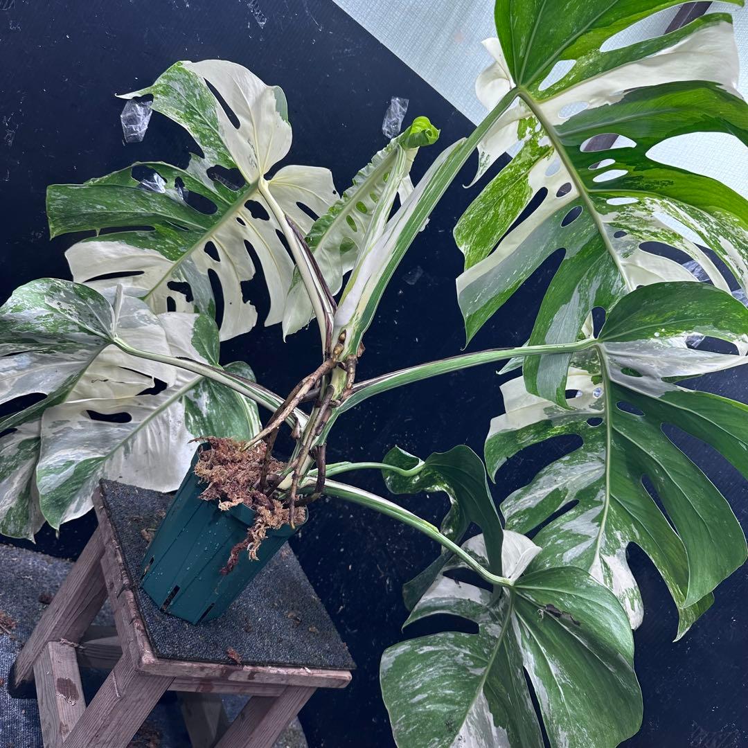 す*る様 斑入りモンステラ ホワイトタイガー極美大株74cm白斑多
