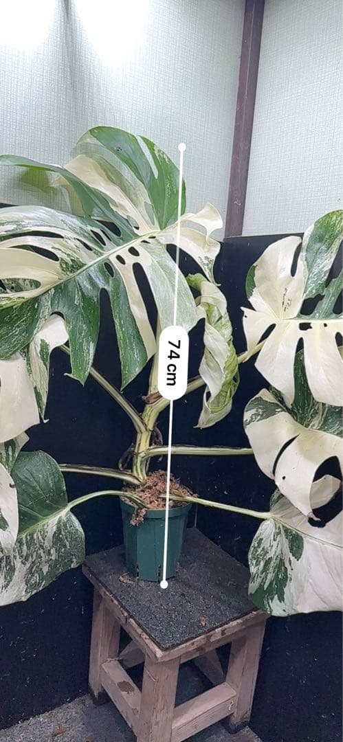す*る様 斑入りモンステラ ホワイトタイガー極美大株74cm白斑多